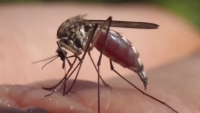 FDOH: 1 confirmed human case of local dengue fever in Broward County