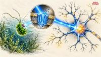 How a brainless green speck gave scientists a light switch for memories and sleep