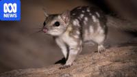 Australian predator relocated to refuge as population dwindles