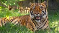 Opening date announced for NC Zoo Asia section