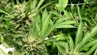 Curaleaf sweetens takeover offer for Edmonton's Aurora Cannabis