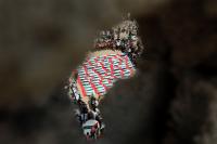 The Forgotten Moment That Decided Palestine’s Fate