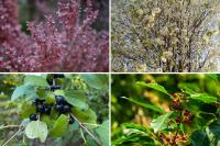 Michigan Is Banning the Sale of These 4 Trees and Shrubs
