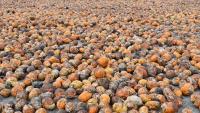 ED searches 16 places linked to smuggling of foreign-origin betel nut via the Indo-Myanmar border