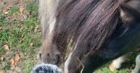 Animal cruelty activists describe road to recovery for horses caught en route to slaughter in Canada
