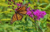 Rain, Wings and a Remarkable Journey: Monarch Tagging Marks 50 Years of Kentucky Nature Preserves