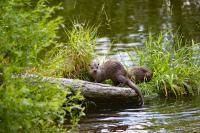 30 miles in one night: High-tech GPS backpacks reveal secret lives of W.Va. otters