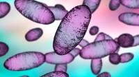 US sparks epidemic fears as it warns Russian 'plague outbreak' could 'quickly spread'