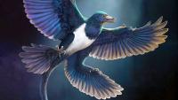 A four-winged dinosaur found by a farmer suggests flight evolved more than once