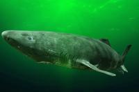 People Greenland’s Plan to Kill 1,000 of the World’s Slowest Sharks, Which Can Live 400 Years, Sparks Concern