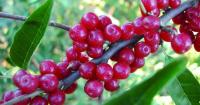 October Weed of the Month: Autumn Olive