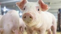 Every Pig Matters: $1.64M Pig Livability Project Targets Producer Margins