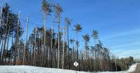 Northern Michigan landowners still waiting for federal dollars to restore ice-damaged forests