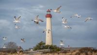 A Birder’s Guide to Cape May, New Jersey