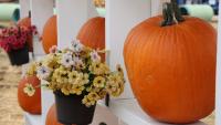 Hotter weather makes for smaller pumpkins this year