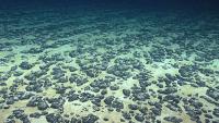 Report: Economic risks in deep-sea mining, Te Ipukarea Society calls for moratorium