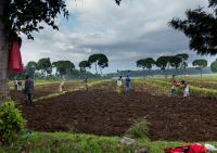Africa has written its seed laws, it now needs seed markets