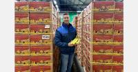 “Banana market rebounds rapidly after a very poor summer”