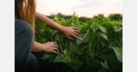 Bonduelle sales reach €2.19 billion despite agricultural pressures