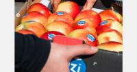 European apple crop remains stable ahead of 2026-2027 season