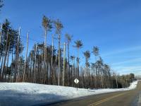 Northern Michigan foresters frustrated as ice storm recovery funds run dry