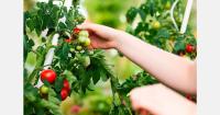 Four fruit and vegetable companies have joined under a new brand
