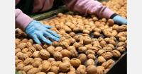 Fernor opens a new chapter for the Grenoble walnut PDO