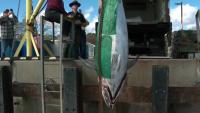 1,116-pound bluefin tuna catch sets New Hampshire record