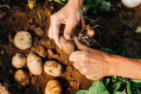 Agriculture Is Producing More with More. That's the Problem