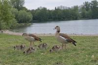 Invasive Egyptian Geese: They Eat Whatever is Available