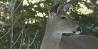 Indiana ‘Hunt for Hunger’ asks hunters to donate deer to feed Hoosiers in need