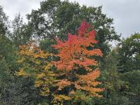 Minnesota's Fall Colors Arrive Fast And Fade Faster..[SEE PHOTOS]