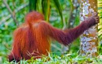 Indonesia threatens prison time for unauthorized downloads of forest data