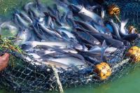 From Desert Water to Blue Food: What Xinjiang’s Crayfish Suggest for Turkmenistan
