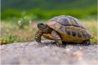 Turtles Facing Extinction Due to Habitat Loss and Pollution