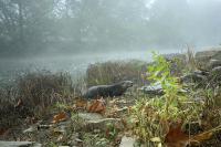 WVU Research Informs New Otter Management Policy Across Mountain State