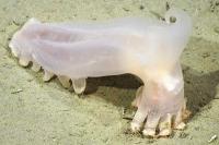 Scientists Discover 57 New Species in Atlantic Ocean, Including One That Shares a Name with a Marvel Character