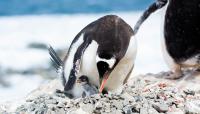First new penguin species in a century found on Kerguelen Islands