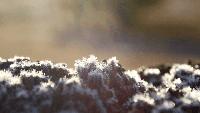 Why dew and frost form on cool western Montana mornings