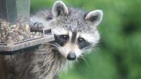 Rabies vaccine bait drops planned this week in western North Carolina by USDA Oral Rabies Vaccination (ORV) bait drops are planned for this week in the mountains of western North Carolina.