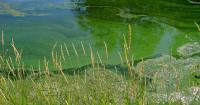 Health officials: Toxic bacteria at two East Idaho reservoirs pose danger to people, pets and livestock