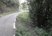 Woman, 67, injured in wild boar attack in Basque Country