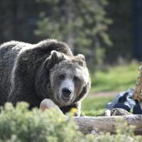 Why Grizzly Bears Are Dying Across Montana