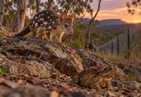 The Northern Quoll’s Two-Front Fight