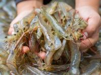 U.S. senator wants tariff hike on Ecuadorian shrimp