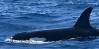 Rare shark, orca sightings off Mozambique raise El Niño question