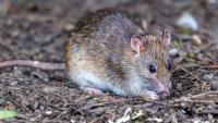 Following reports of possible plague case, Latvian health authorities closely monitoring situation