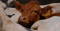 EU suspends imports of meat from Namibia over FMD fears
