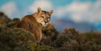 Dior Sauvage and the World Wildlife Fund Are Working to Protect Wild Pumas