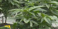 Bay City to vote on $150,000 in marijuana tax funds for shelter drop-in center